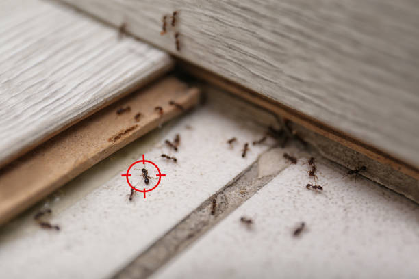 Best Rodent Control Near Me  in Sandy Springs, GA