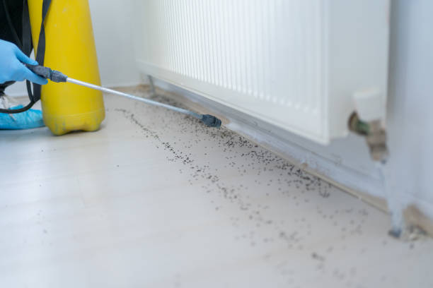 Best Pest Control Near Me  in Sandy Springs, GA